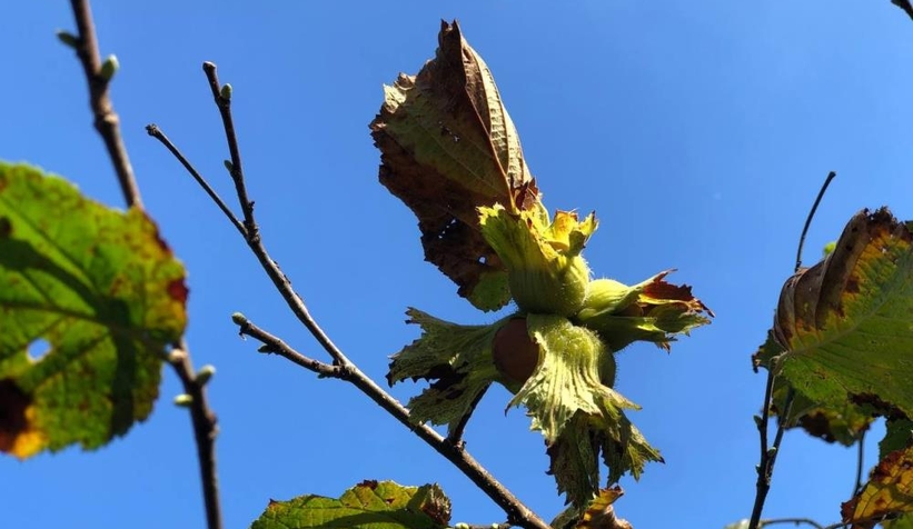 O ilçede fındık hasadında yüzde 20 düşüş yaşandı
