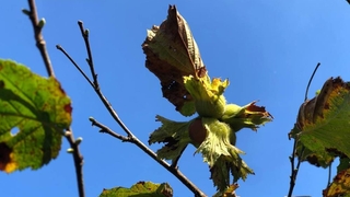 O ilçede fındık hasadında yüzde 20 düşüş yaşandı