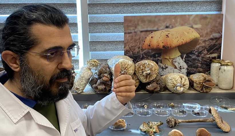 O mantar ölüm saçıyor