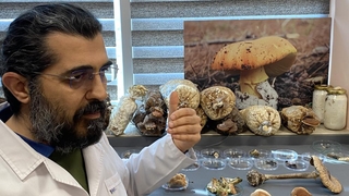 O mantar ölüm saçıyor