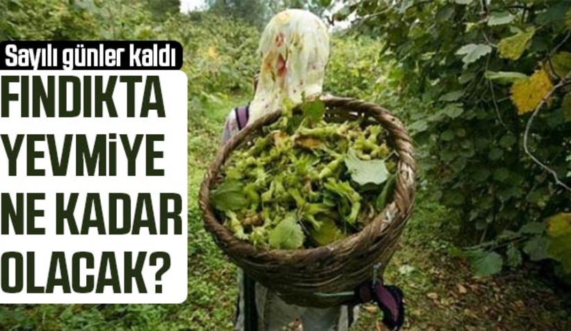 O şehirde fındık yevmiye fiyatı belli oldu