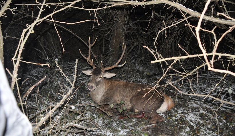 O yolda yaban hayvanlarına dikkat: Kazalar arttı
