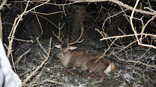 O yolda yaban hayvanlarına dikkat: Kazalar arttı