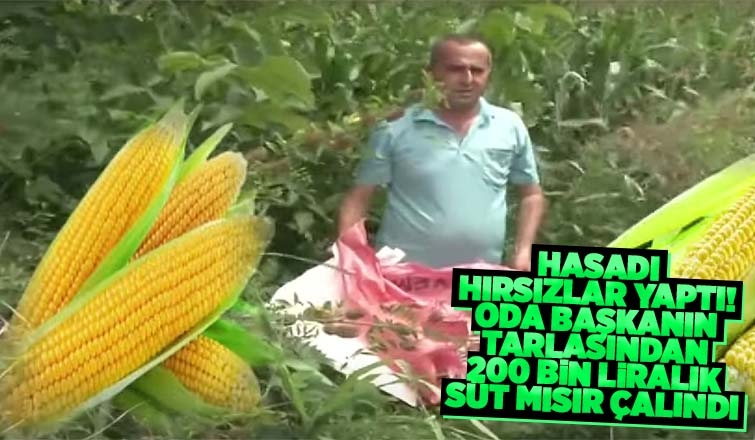 Oda Başkanının tarlasından 200 bin liralık süt mısır çalındı