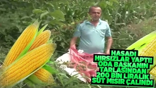 Oda Başkanının tarlasından 200 bin liralık süt mısır çalındı