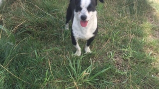 Ödül parası sokak hayvanlarına mama oldu