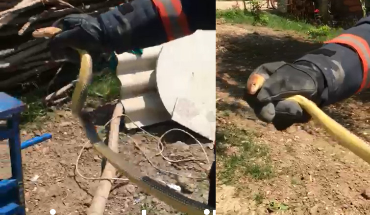 Odunluğa giren yılan paniğe neden oldu