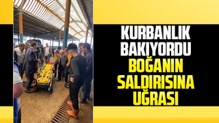 Öfkeli boğa hastanelik etti