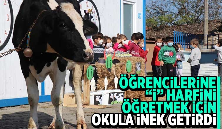 Öğrencileri için okula inek getirdi