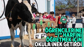 Öğrencileri için okula inek getirdi
