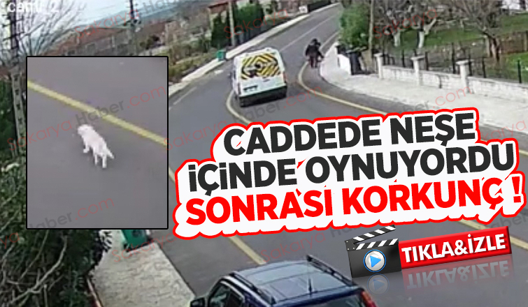 Okul servisi köpeği ezip böyle kaçtı