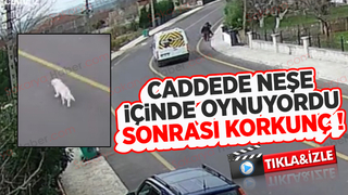 Okul servisi köpeği ezip böyle kaçtı
