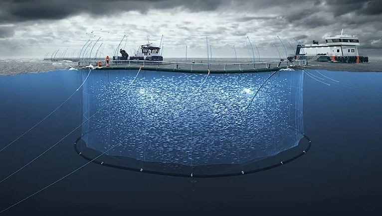 Okyanus suyu ısındı somonların yüzde 42’si öldü