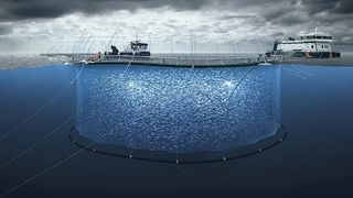 Okyanus suyu ısındı somonların yüzde 42’si öldü