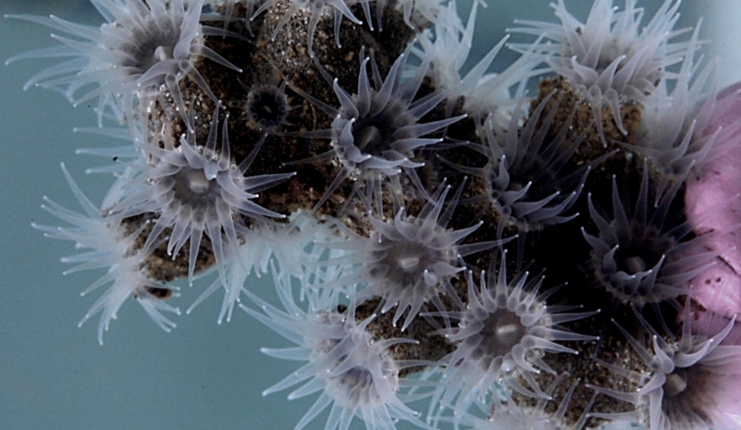 Okyanusu derinliklerinde gizlenen 12 canlı türü keşfedildi