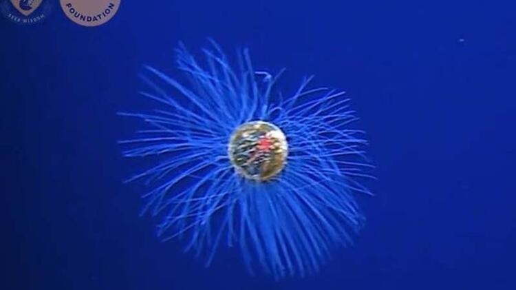 Okyanusun derinliğinde nadir denizanası görüntülendi
