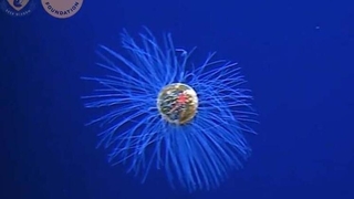 Okyanusun derinliğinde nadir denizanası görüntülendi