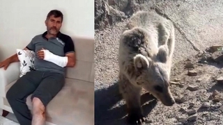 Öldüğü sandığı ayı saldırdı güreşerek hayatta kaldı