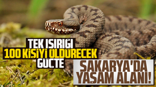 Oldukça zehirli; Sakarya'da yaşam alanları arasında