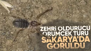 Öldürücü zehre sahip örümcek Sakarya'da görüldü
