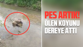 Ölen koyunu dereye atıp küpesini aldı