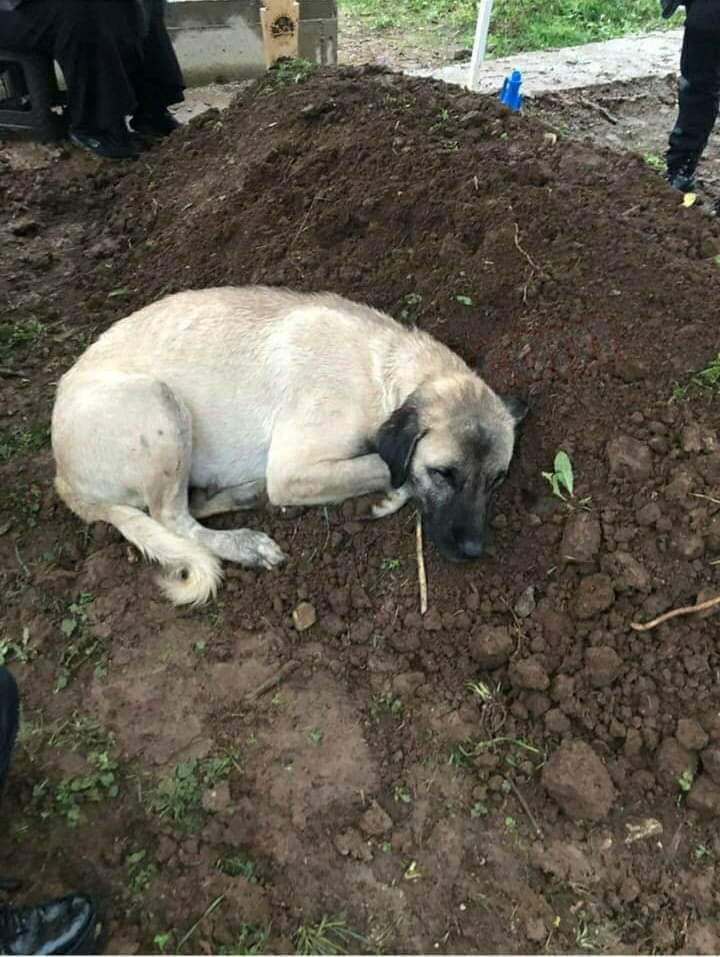 Ölen sahibinin mezarından ayrılmıyor