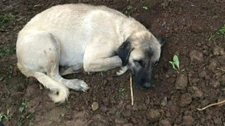 Ölen sahibinin mezarından ayrılmıyor