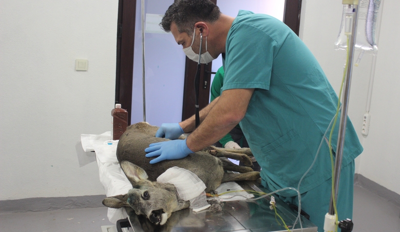 Ölmek üzereyen buldular, yaşama tutundu