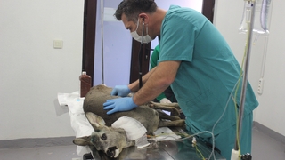 Ölmek üzereyen buldular, yaşama tutundu