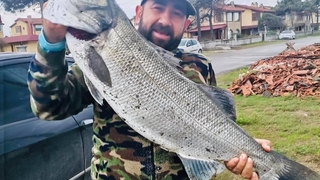 Oltayla büyük levreği yakaladı