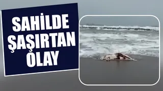Ölü inek kıyıya vurdu