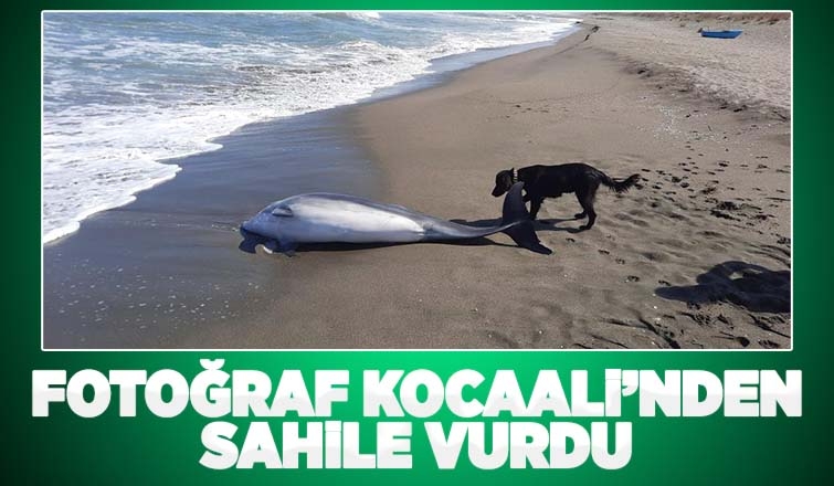 Ölü yunus balığı kıyıya vurdu