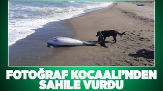 Ölü yunus balığı kıyıya vurdu