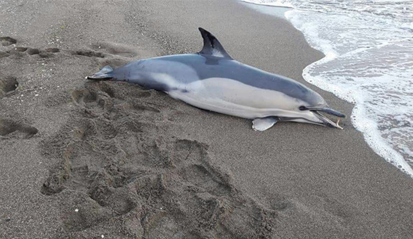 Ölü yunus Kocaali sahiline vurdu