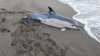 Ölü yunus Kocaali sahiline vurdu