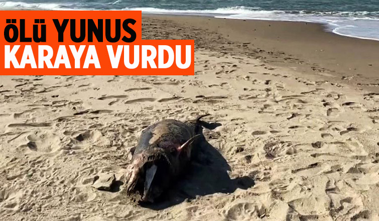 Ölü yunus sahile vurdu