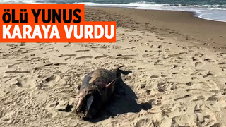 Ölü yunus sahile vurdu
