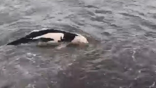 Ölü yunus sahile vurdu