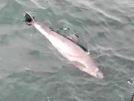 Ölü yunuslar kıyıya vuruyor, sebebi şok etti