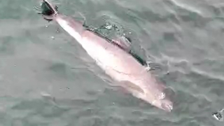 Ölü yunuslar kıyıya vuruyor, sebebi şok etti