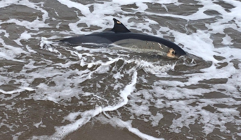 Ölü yunuslar sahile vurdu