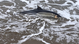Ölü yunuslar sahile vurdu