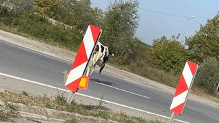 Ölüm kavşağında tehlike saçıyorlar