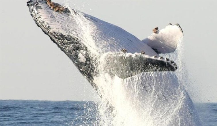 Omurgası kırık kambur balina 5 bin kilometre yüzdü