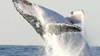 Omurgası kırık kambur balina 5 bin kilometre yüzdü