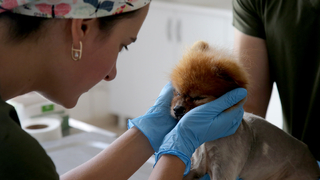 On bini aşkın sokak hayvanına Büyükşehir eli