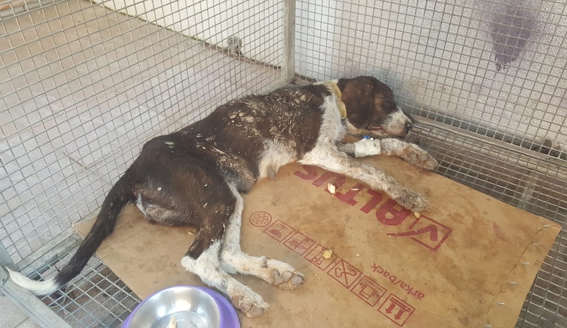 Onlarcası bir anda saldırdı