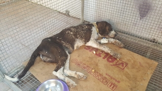 Onlarcası bir anda saldırdı