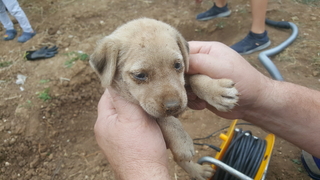 Onu kurtarmak için seferber oldular