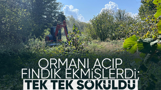 Orman sahasına dikilen fındık ağaçları söküldü